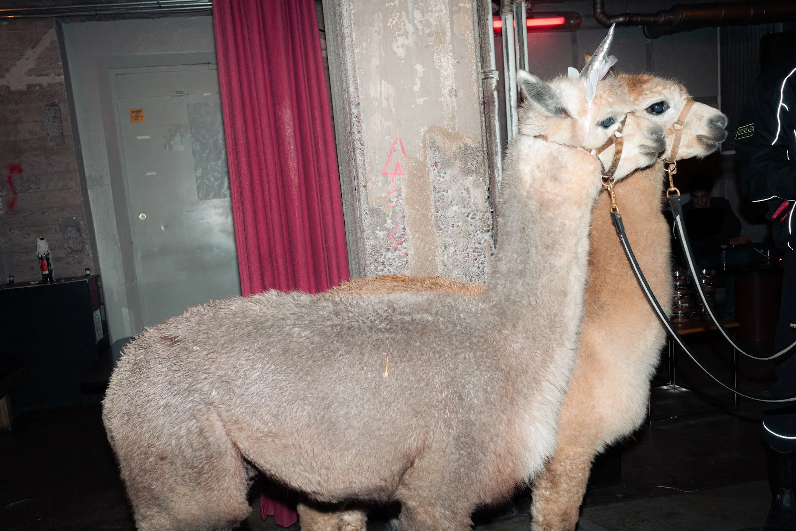 Two LLaMacorns wearing silver unicorn horns beside a concrete pillar and red curtain. Helsinki.